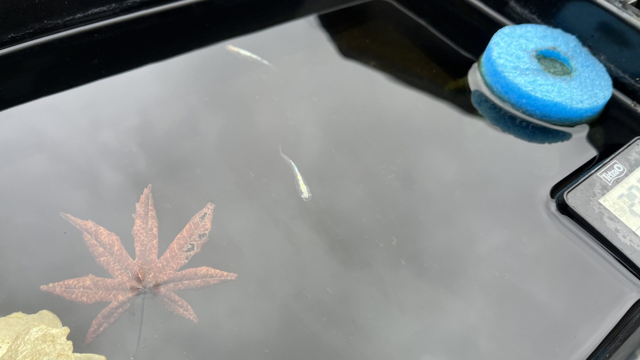 水換えやるよー‼︎