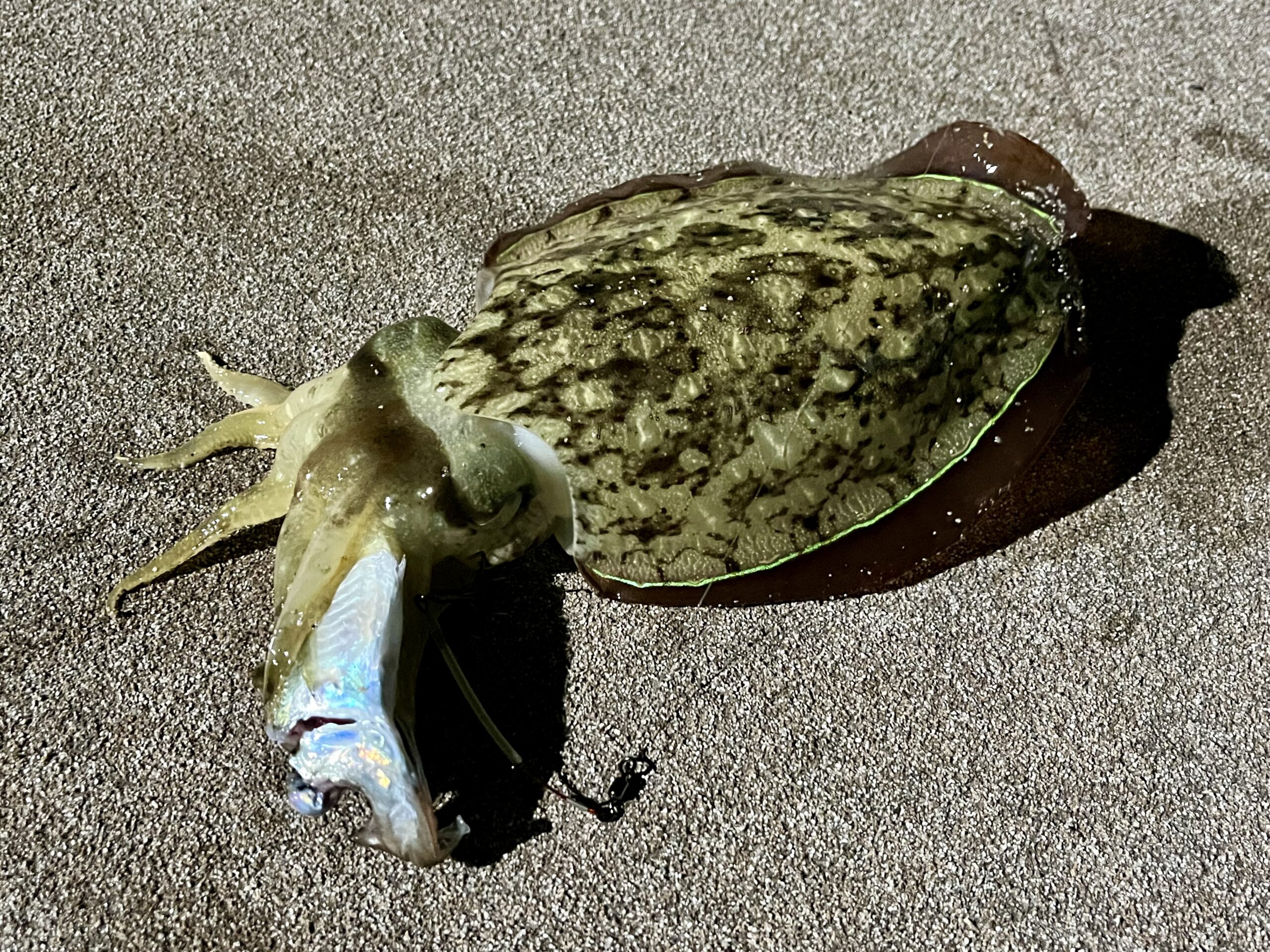 コウイカの釣果写真