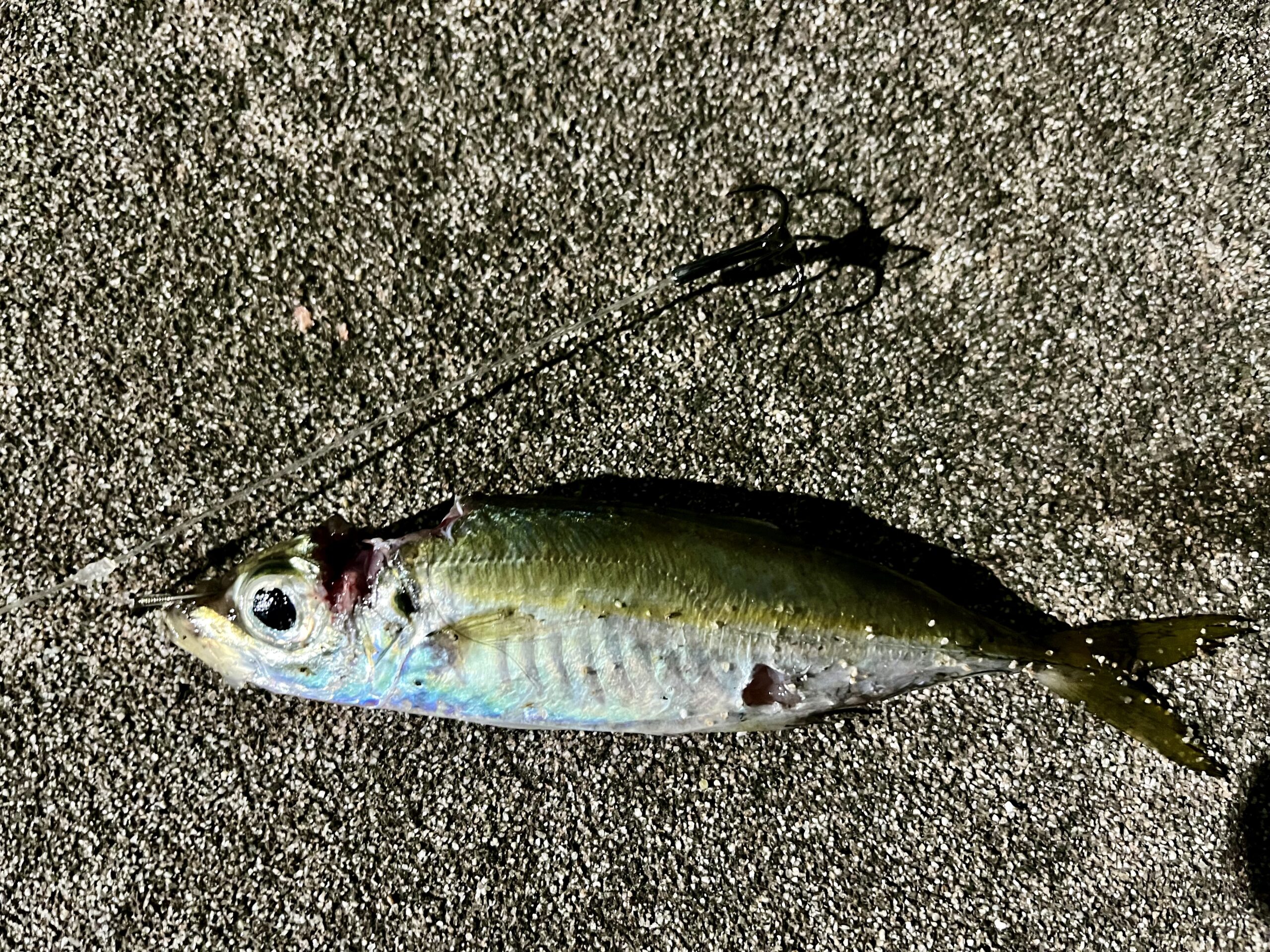 イカをバラした写真