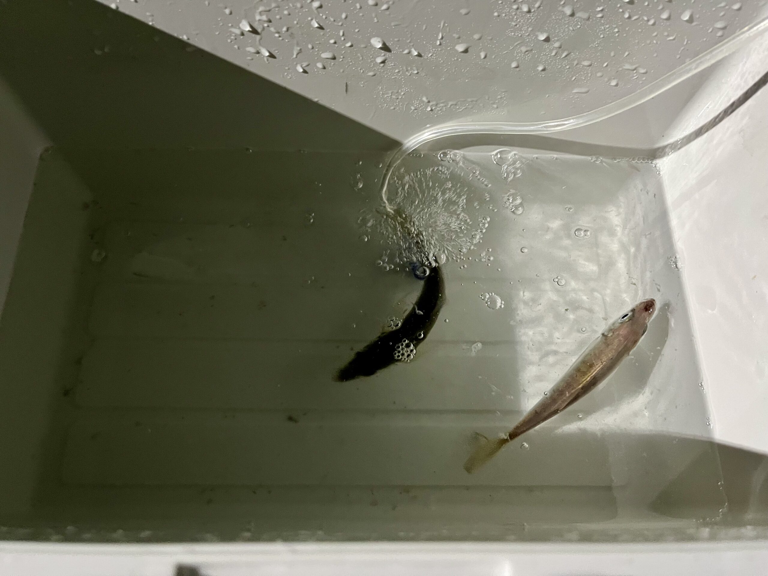 アジングで釣れたアジ