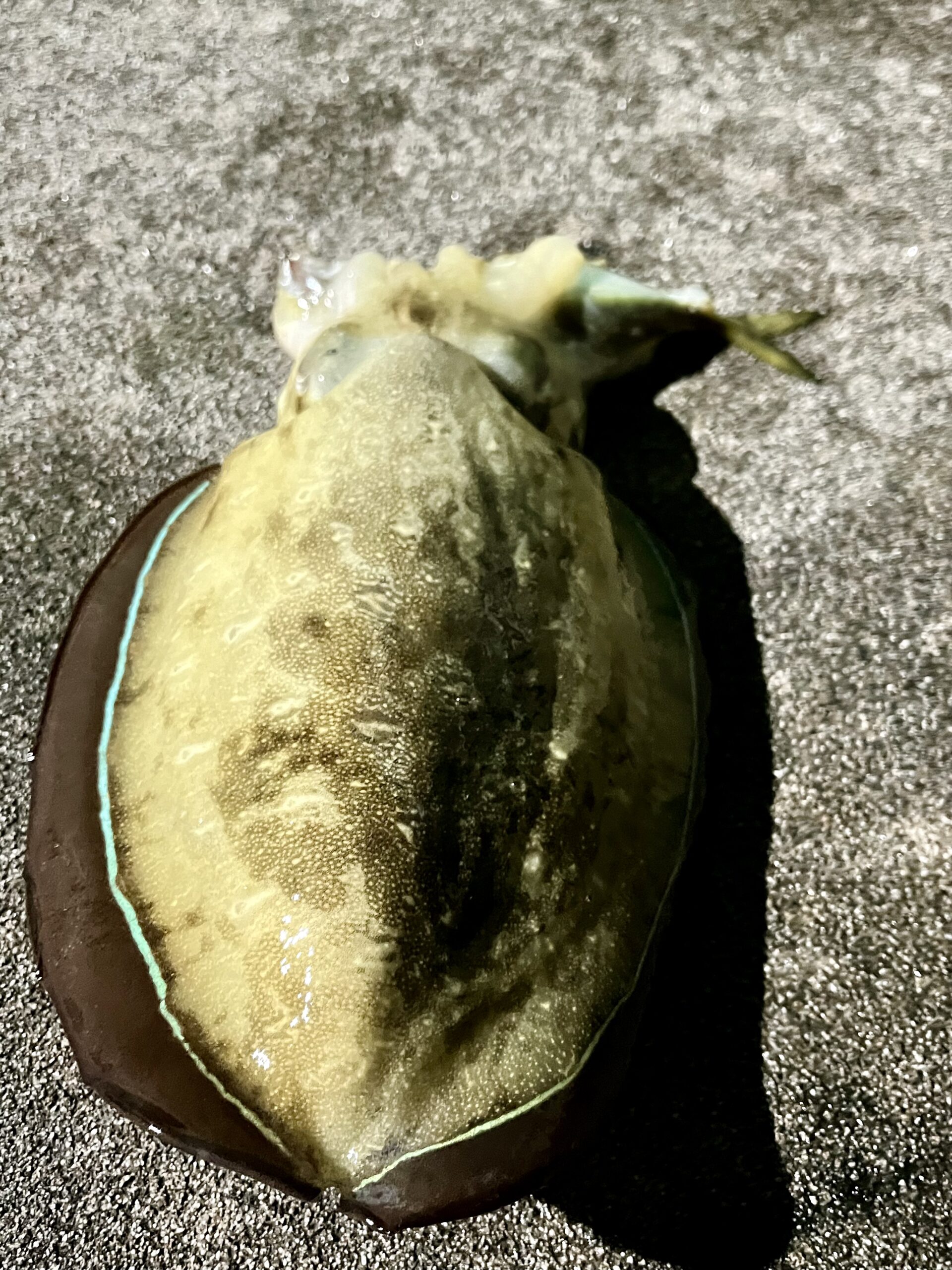 サイズアップしたコウイカ