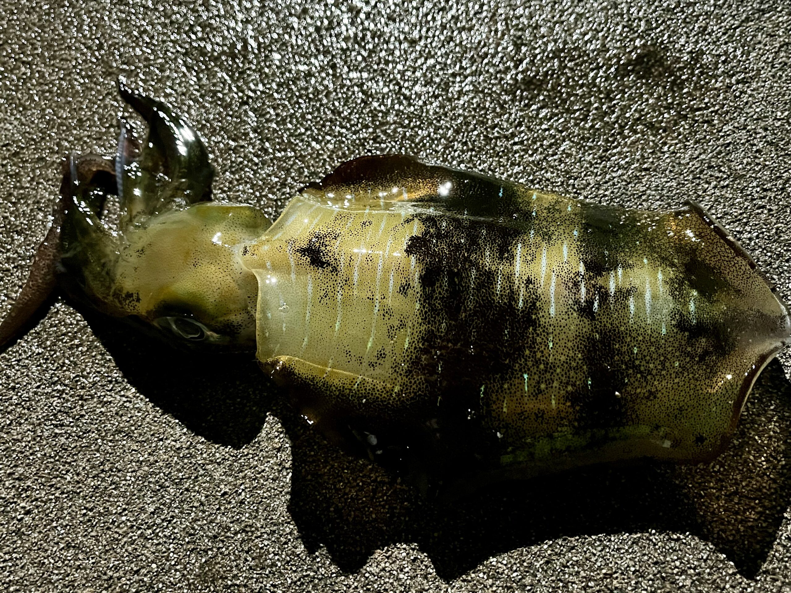 アオリイカの釣果写真