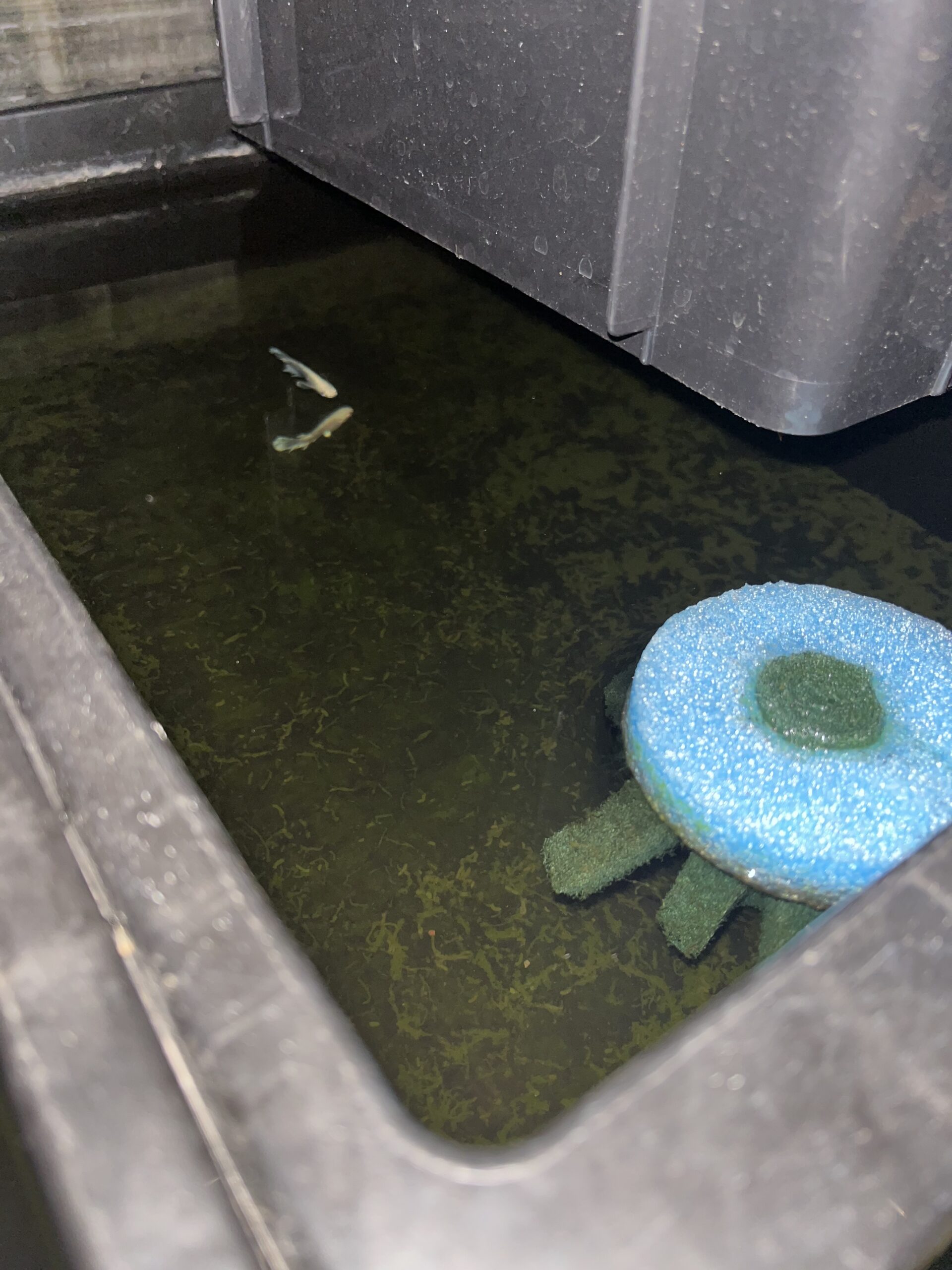 上手く撮れない