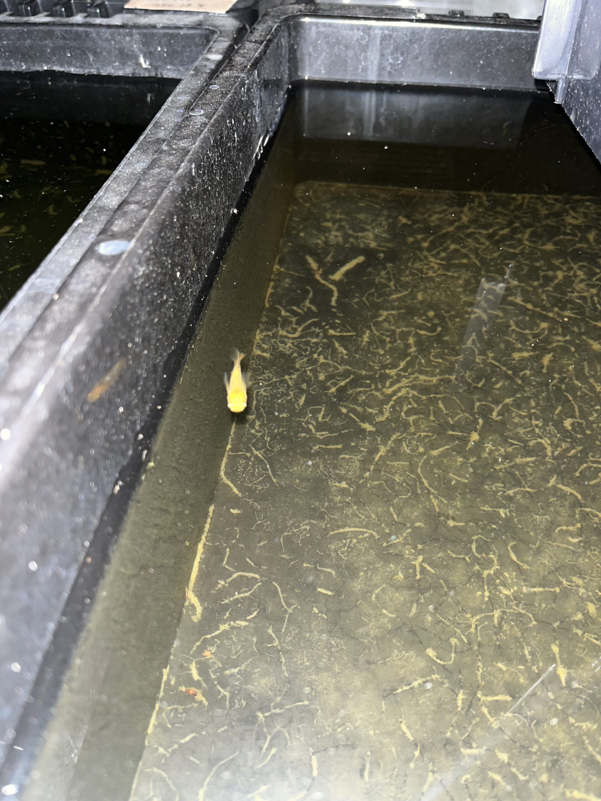 上手く撮れない