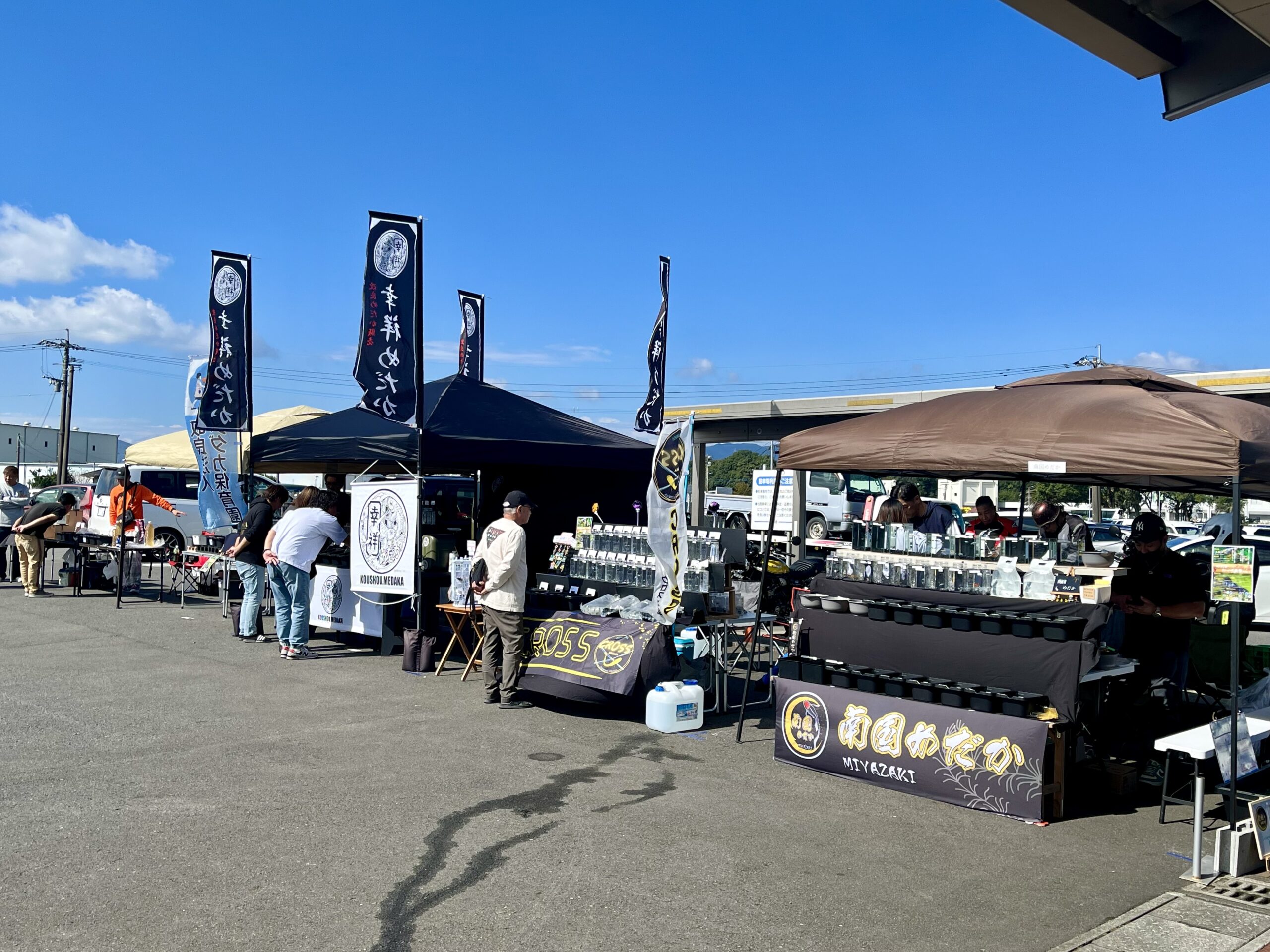 メダカフェスの様子