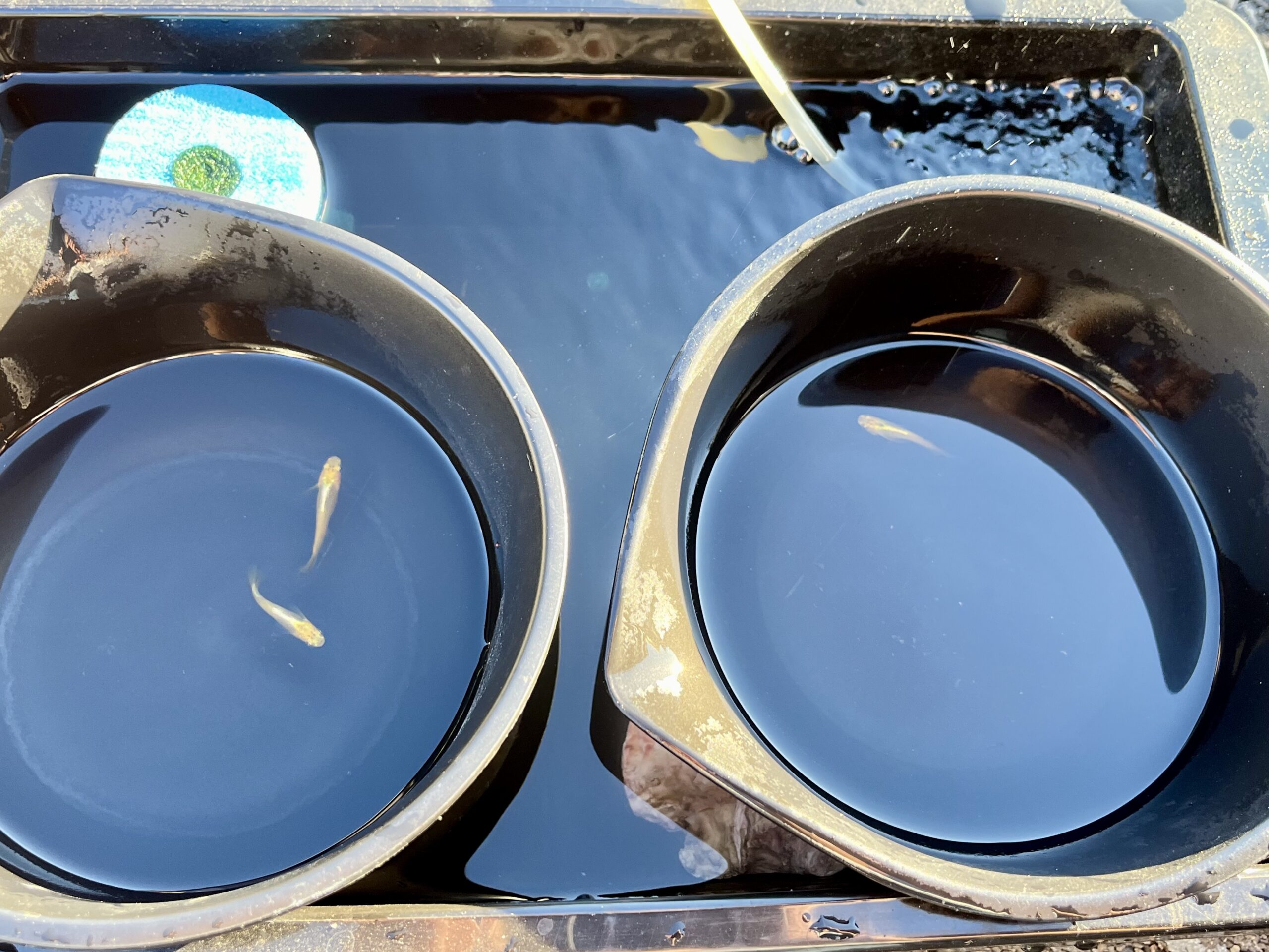 水合わせの様子