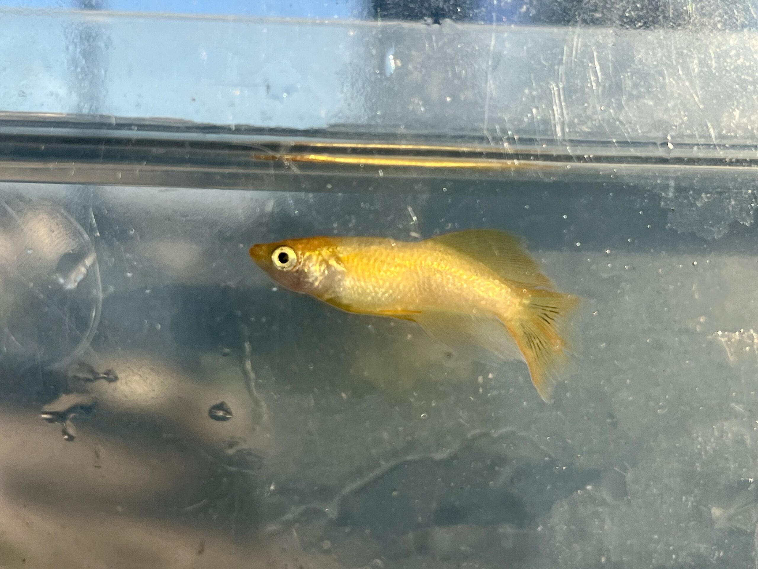 以前からいた橙GRオス