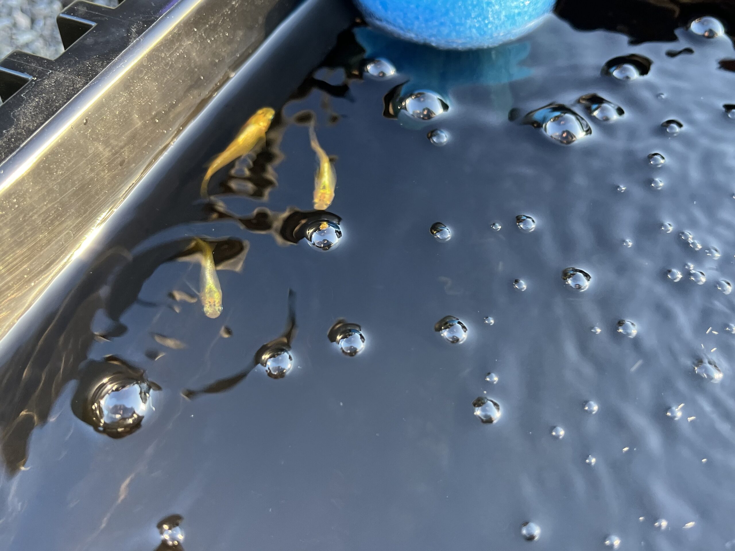 仲良く泳ぐ橙GRトリオ