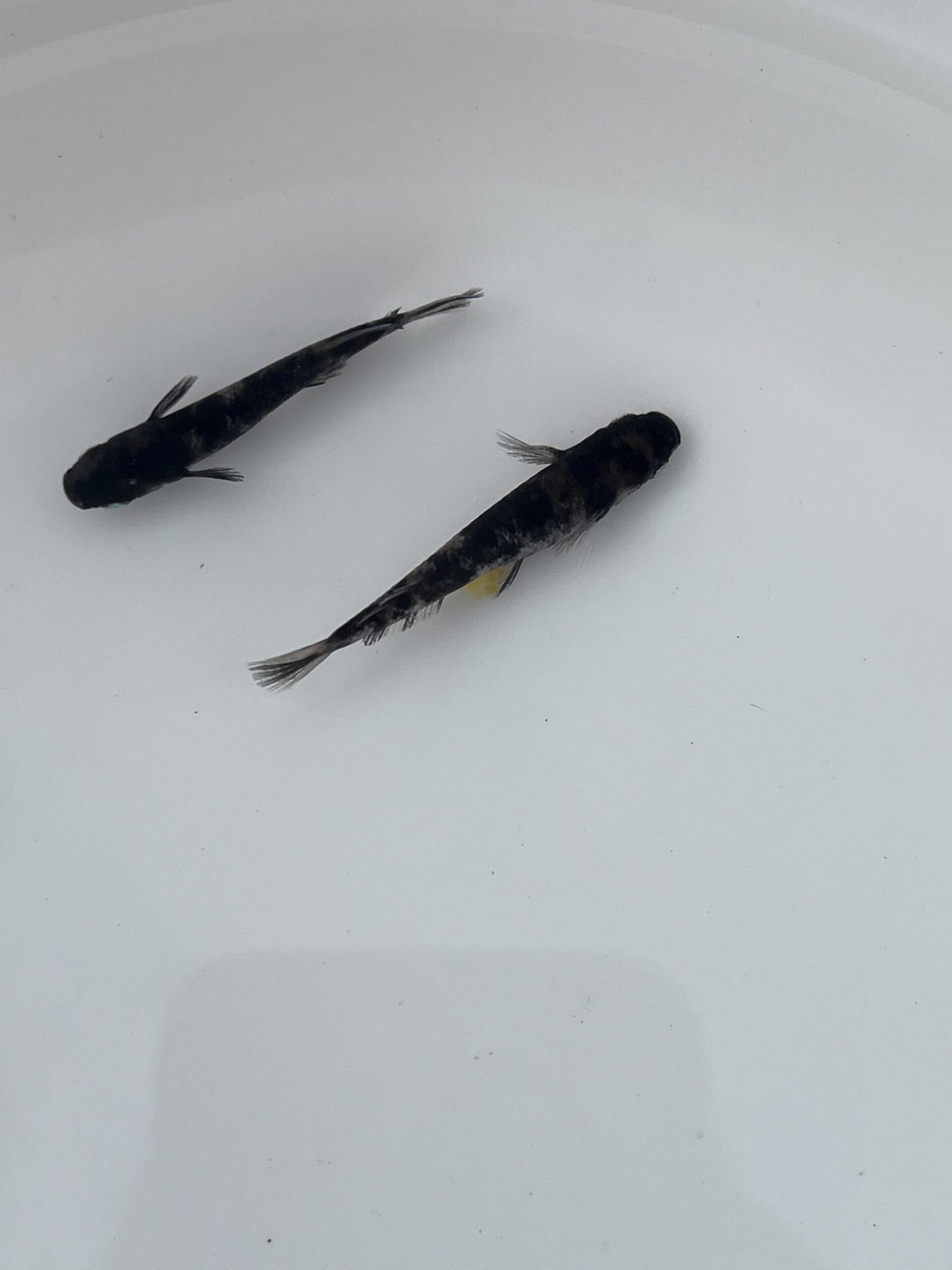 倭寇黒鉄 メダカ