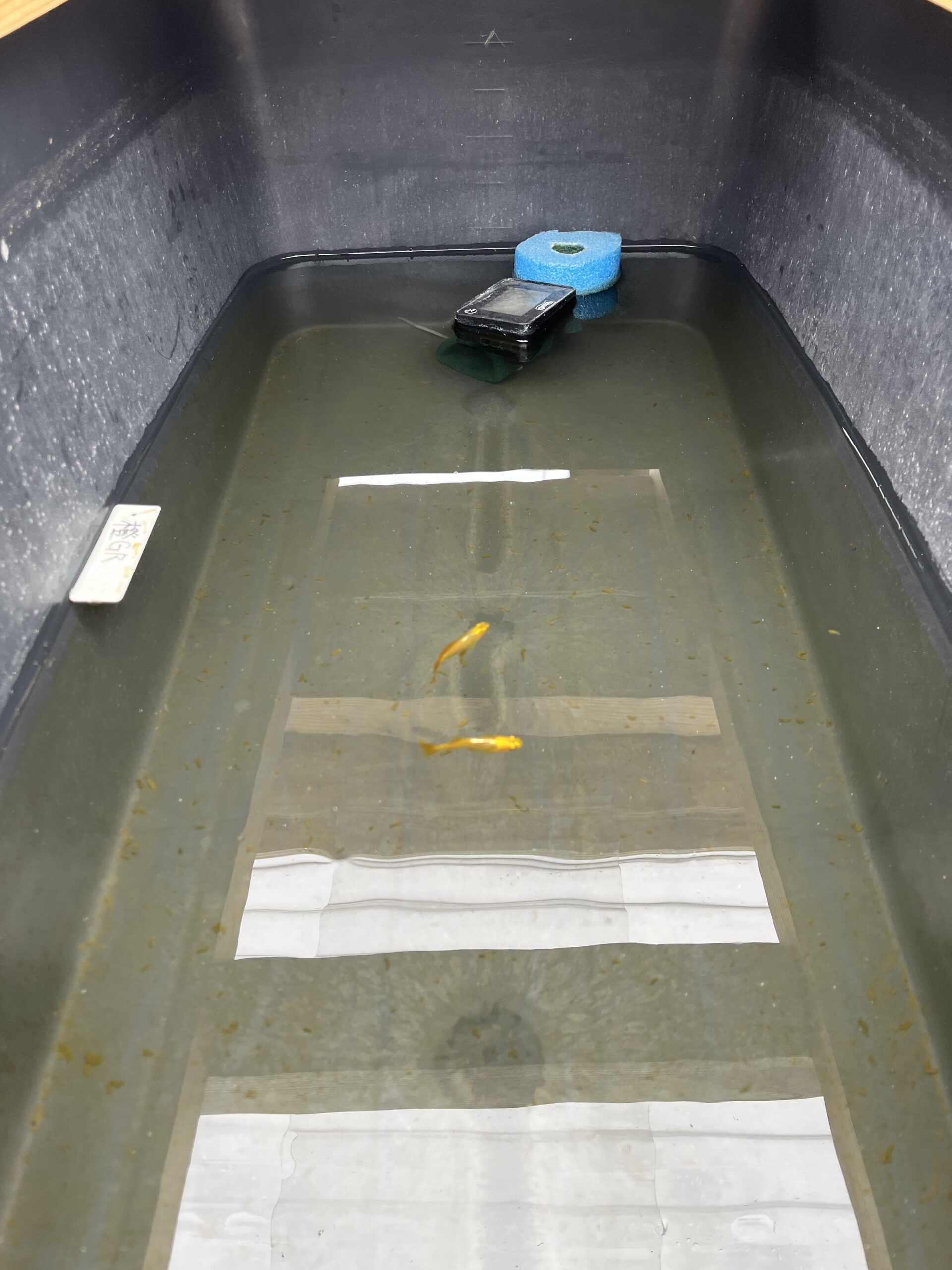 60Lタライ メダカ飼育容器