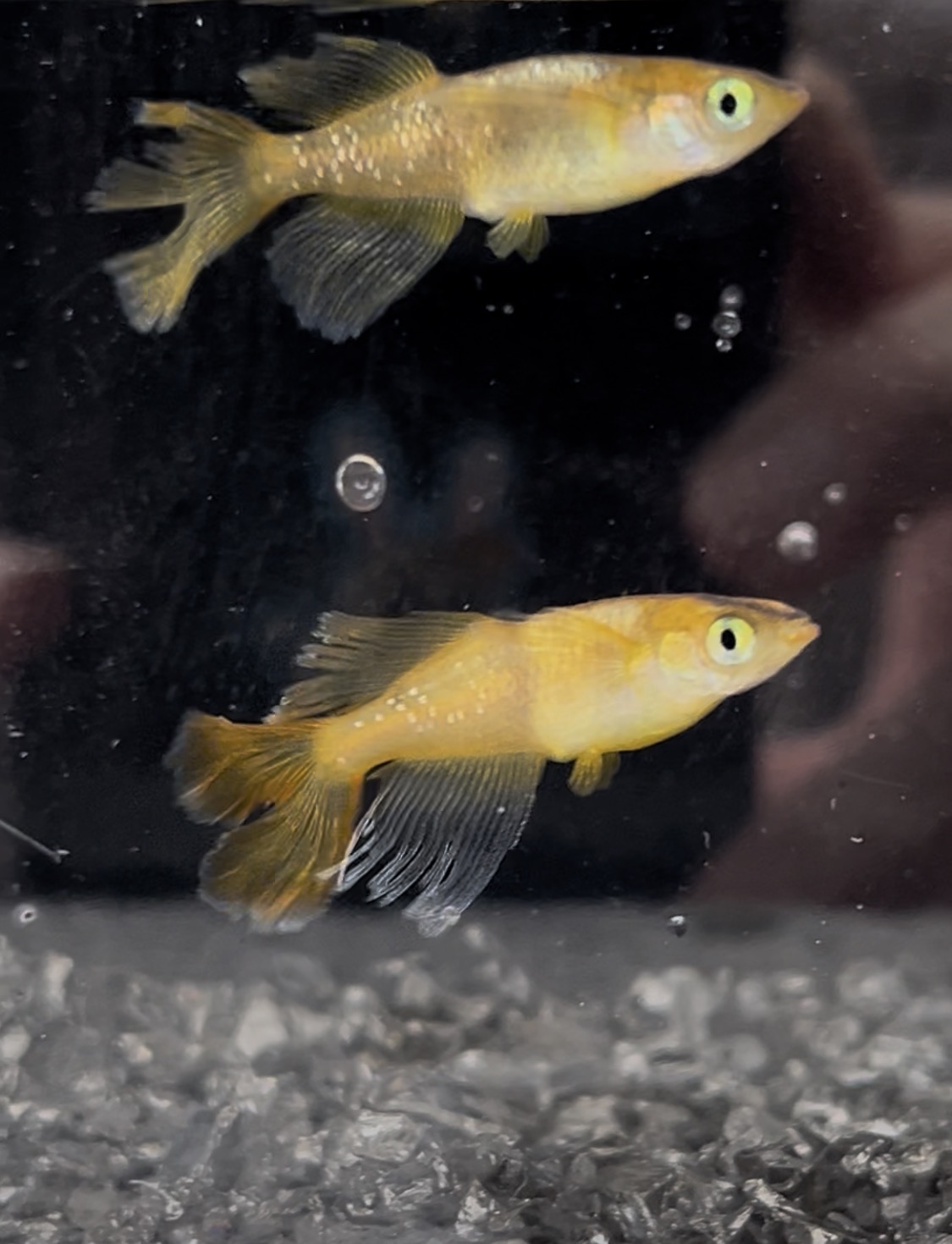 メダカ飼育